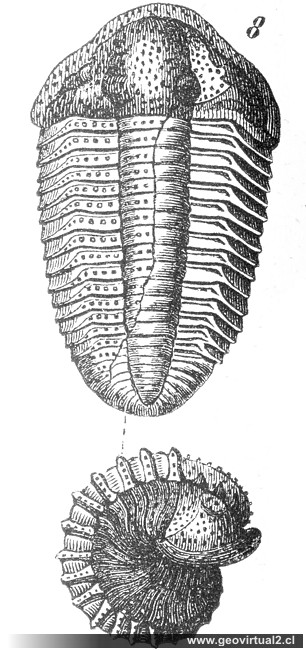 Trilobites: Calymene Blumenbachii de Rossmaessler