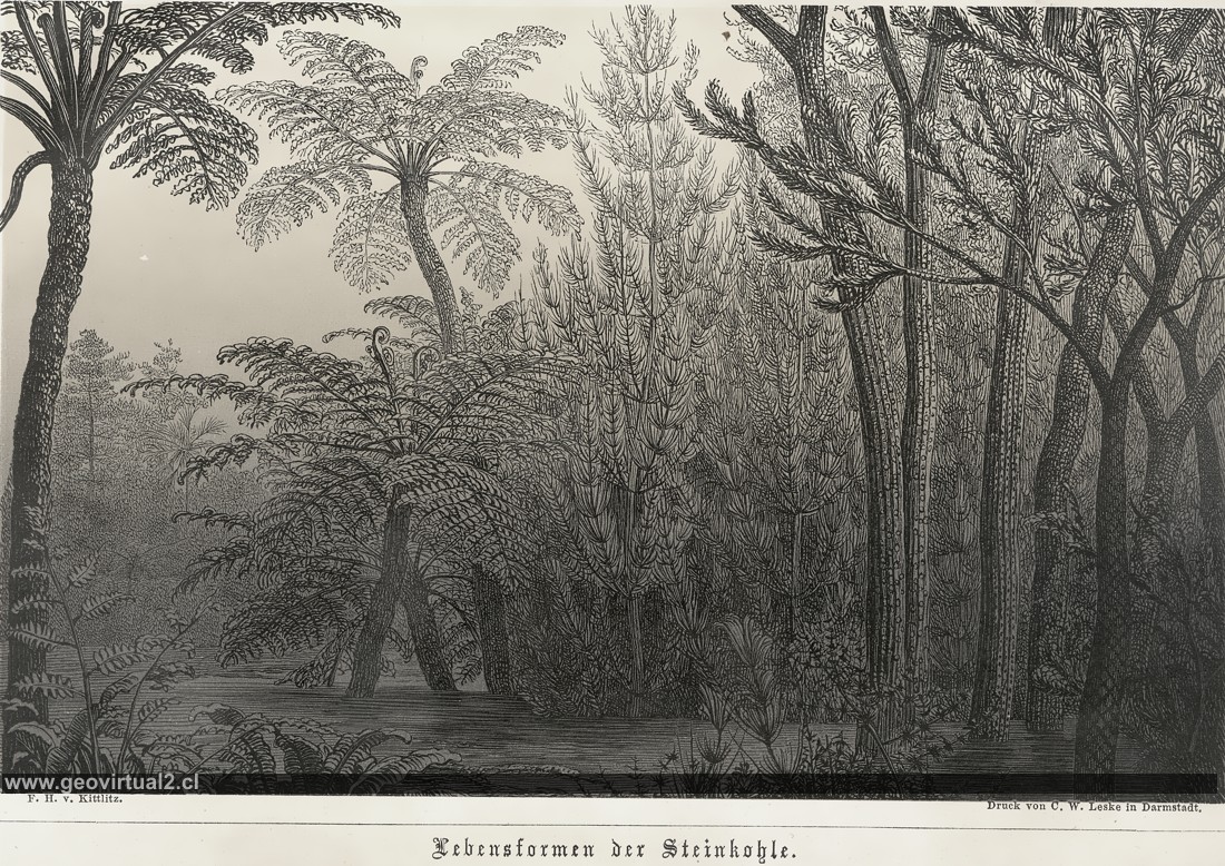 Reconstrucción de la vida durante el carbonífero - Rossmässler, 1863