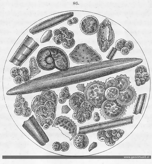 Rizópodos de Rossmässler