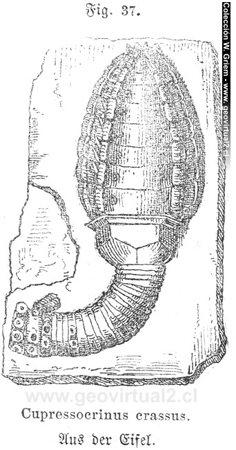 Cupressocrinos crassus de Siegmund, 1877