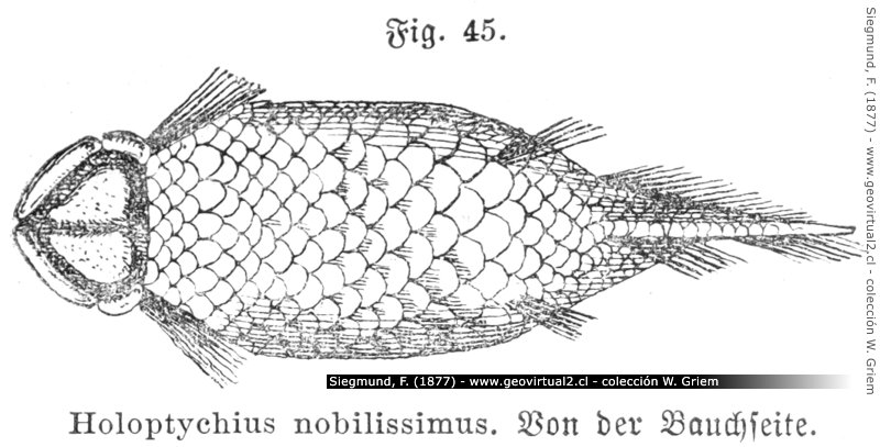 Holoptychius nobilissimus de Siegmnd, 1877