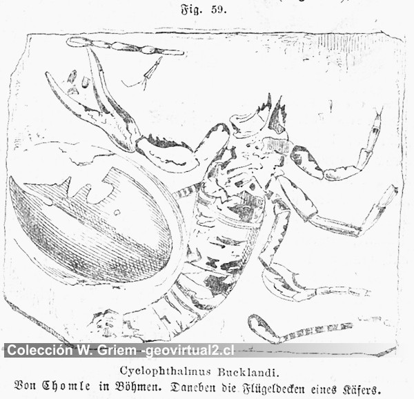 Cyclophthalmus Bucklandi - escorpion
