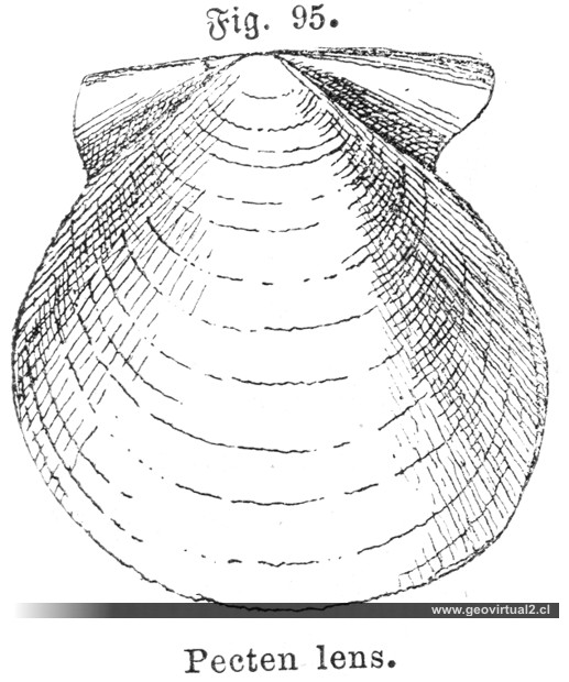 Camptonectes lens Sowerby: "Pecten lens"