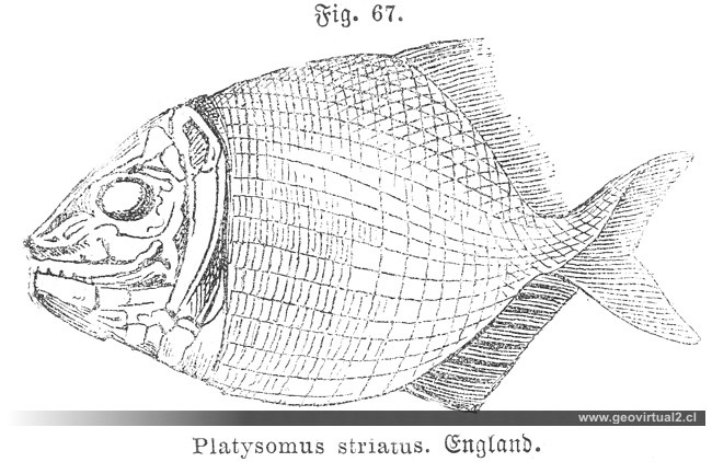 Platysomus striatus  - de Siegmund, 1877