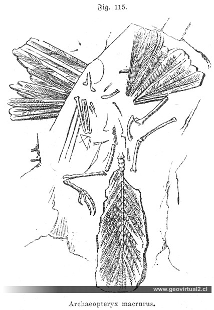 Archaeopteryx