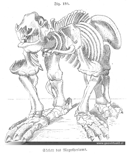 Megatherium