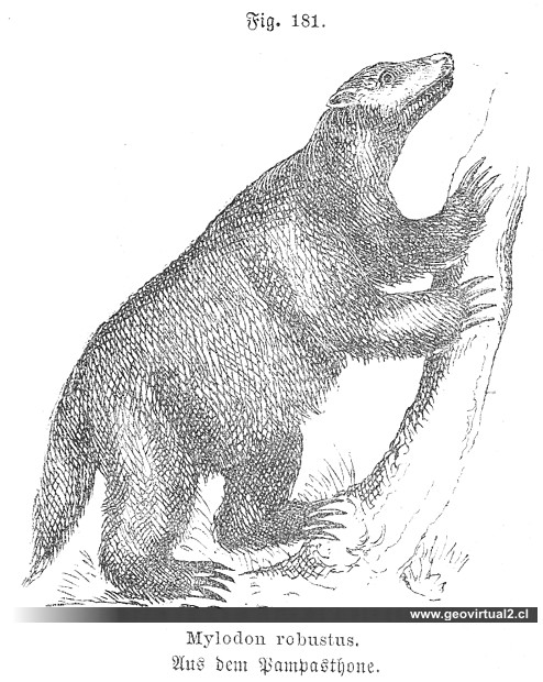 Reconstrucción de un Mylodon