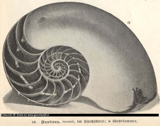 nautilus de Treptow
