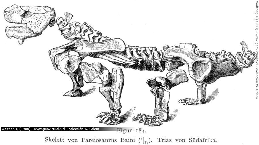 Pareiosaurus - Gondwana Fazies