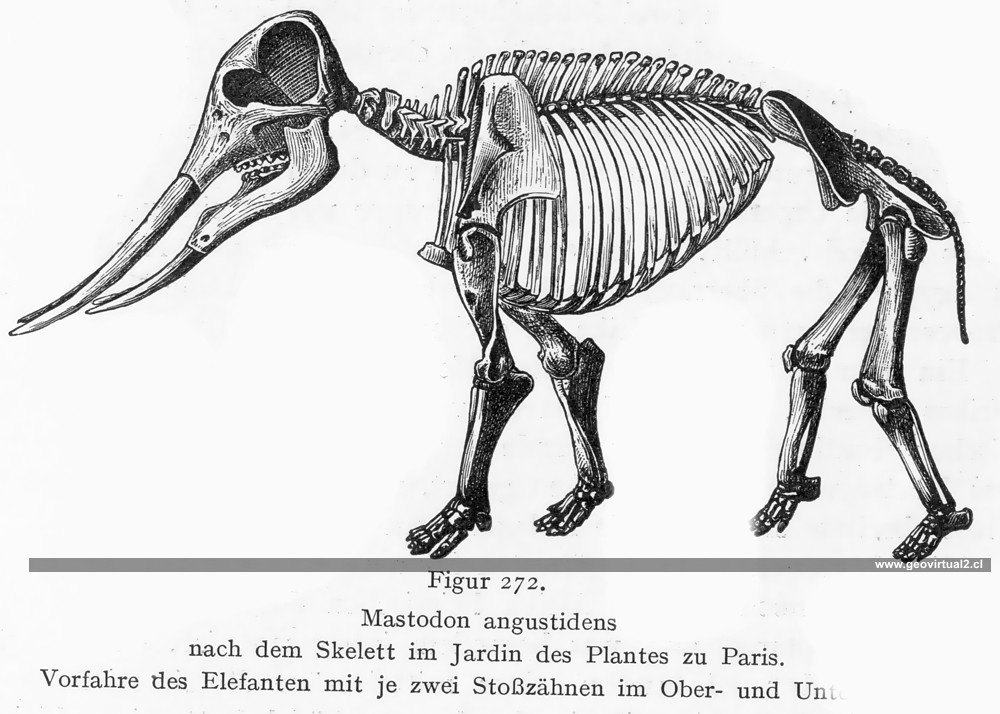 Mastodonte augustidens