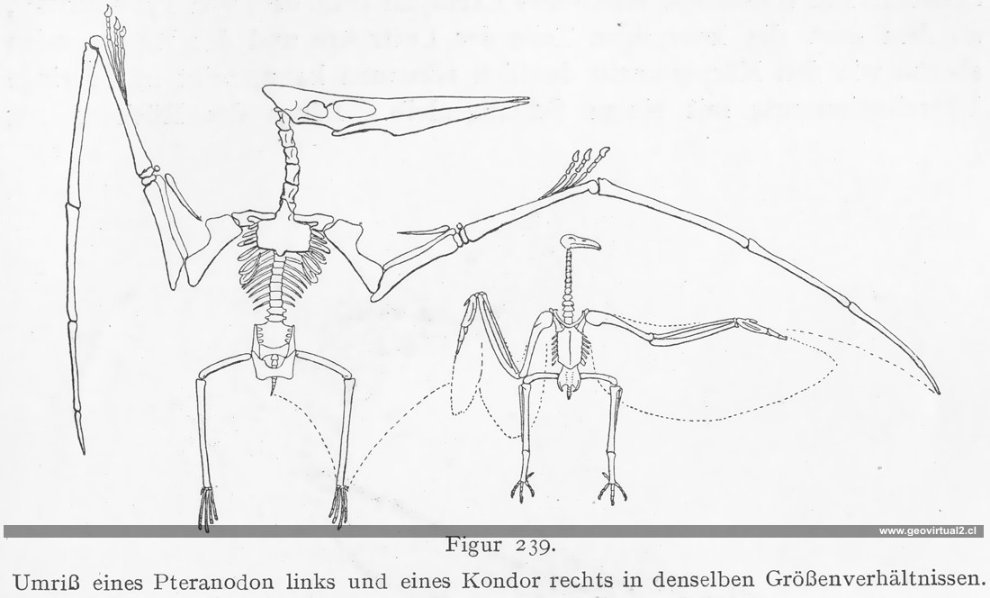 Walther, 1908: Pteranodon