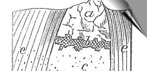 Pic Lagerstättenkunde