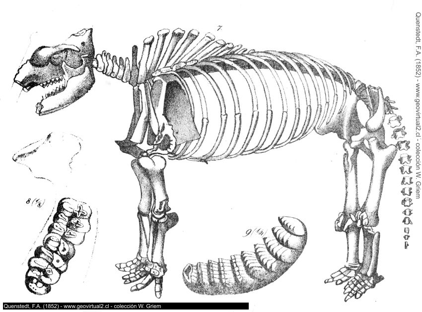 Mastodonte de Quenstedt, 1852