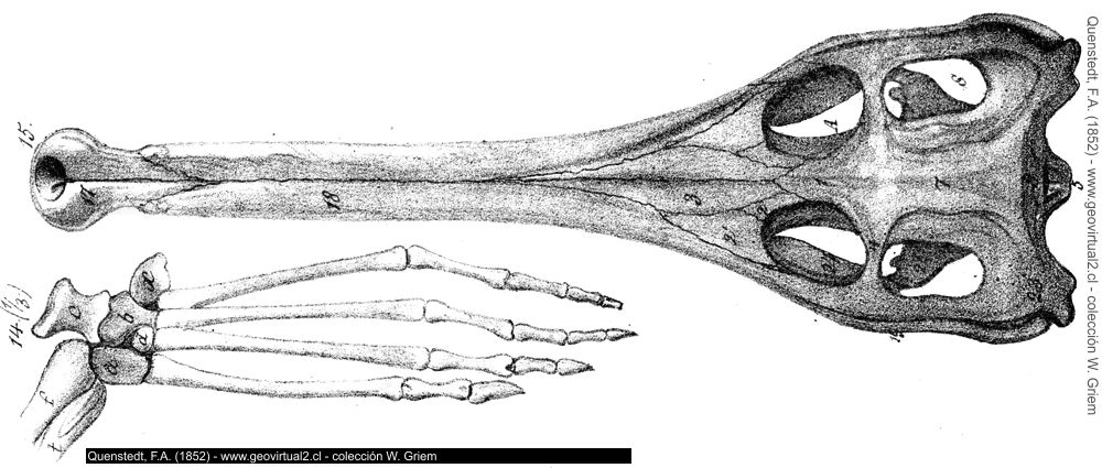 Teleosaurus de Quenstedt, 1852