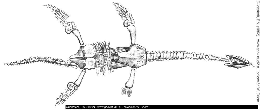 Plesiosaurus de Quenstedt, 1852