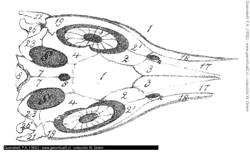 Ichthyosaurus de Quenstedt, 1852