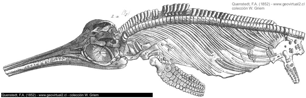 Ichthyosaurus de Quenstedt, 1852