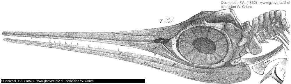 Cabeza del Ichthyosaurus - Quenstedt, 1852