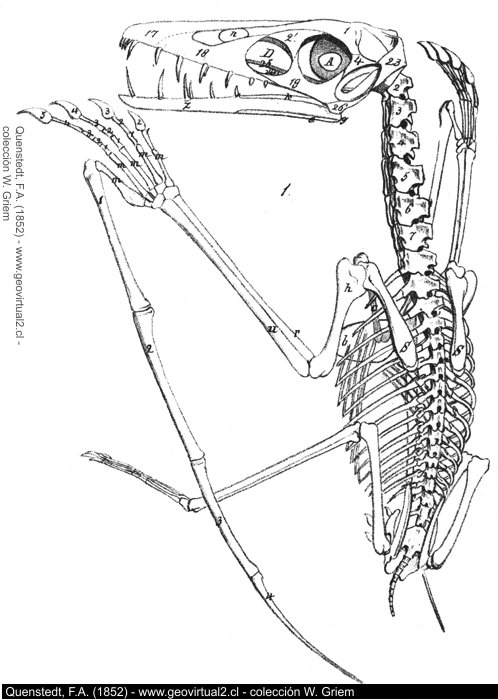Pterodactylus - Quenstedt, 1852