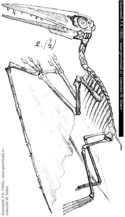 Pterodactylus Kochi de Quenstedt, 1852