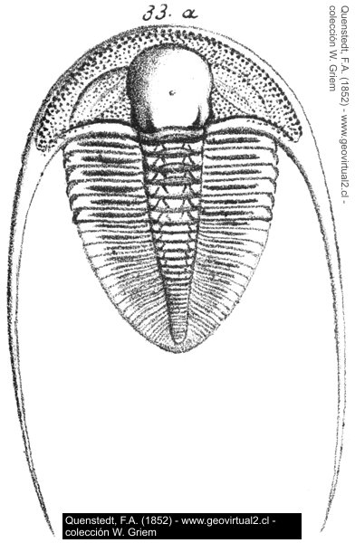 Dionide, trilobite - Quenstedt, 1852