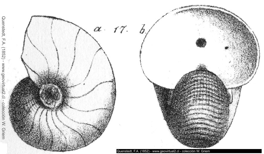 Nautilus aratus de Quenstedt: Cenoceras aratus