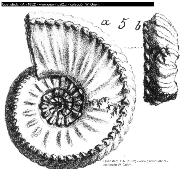 Amaltheus margaritatus de Quenstedt, 1862