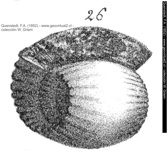 Ammonite anceps o actual:  Reineckei anceps