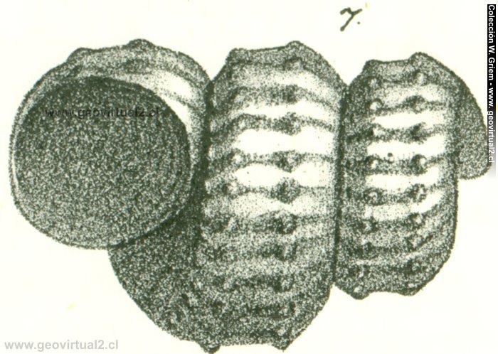 Turrilites costatus (Quenstedt, 1852)