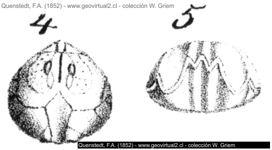 Terebratula oxynoti: Cuneirhynchia oxynoti, una Rhynchonella