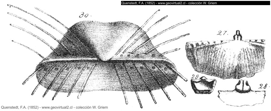 Productus aculeatus de Quenstedt, 1852