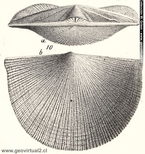 Orthis umbraculum de Quensted, 1852 / 1862