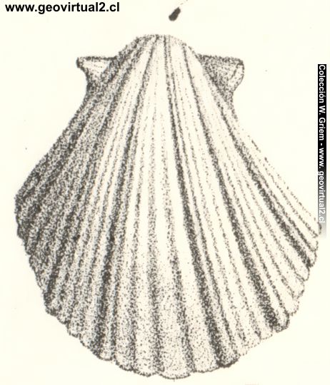 Pecten gryphaeatus - Neithea regularis