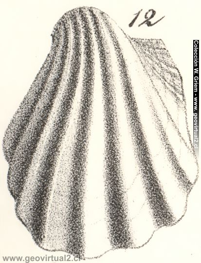 Inoceramus sulcatus: Friedrich Quenstedt, 1852
