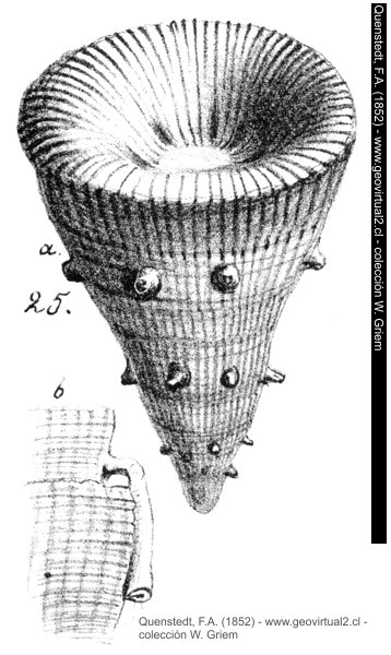 Omphyma turbinata, una Rugosa de Quenstedt, 1852