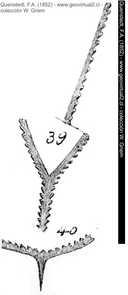 Graptolites ramosus de Quenstedt, 1852