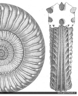Ammonites del Lias: Arietites Bucklandi