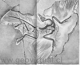 Archaeopteryx de Haas