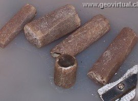 Belemnites del cretácico