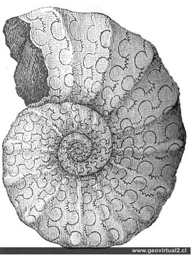 Ceratites Nodosus de Credner