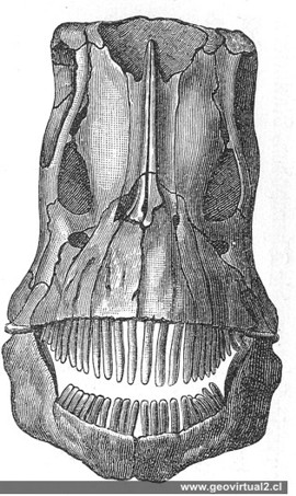 Diplodocos de Neumayr