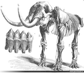 Masodonte de Burmeister