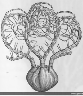 Saccocoma del jurásico