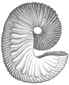 Scaphites de Credner