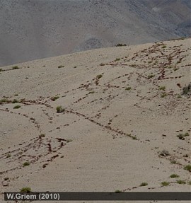 La vegetación marca foliaciones o fallas tectónicas en las rocas cubiertas