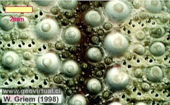 Cáscara de un erizo recente