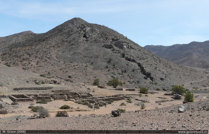 oquimbana de Asillas, Región de Atacama - Chile