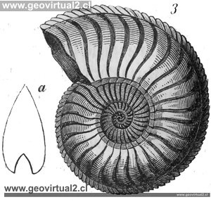Ammonit von Burmeister